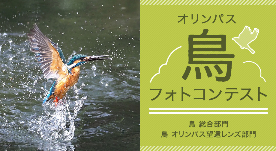 2018年11月16日（金）～11月22日（木）オリンパス鳥フォトコンテスト優秀作品展