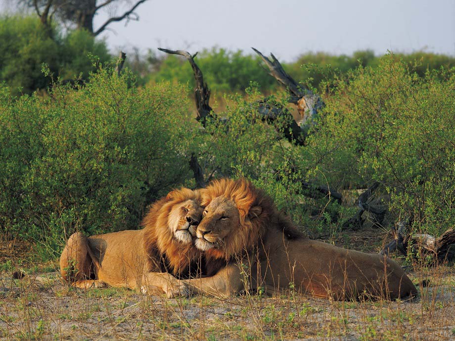 2020年1月6日（月）～1月16日（木）　2020 年オリンパス／ WWF カレンダー完成記念 岩合 光昭 写真展