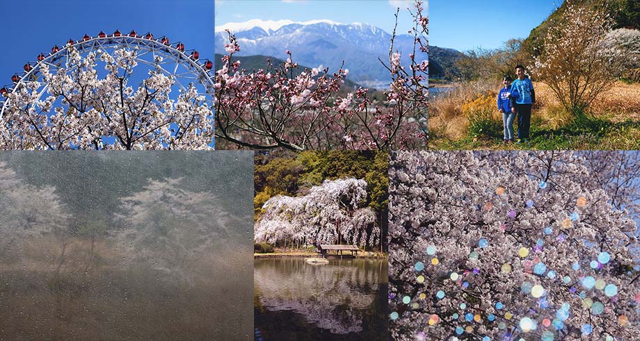 2020年11月13日～11月18日　2020年あじさい会写真展 「桜」