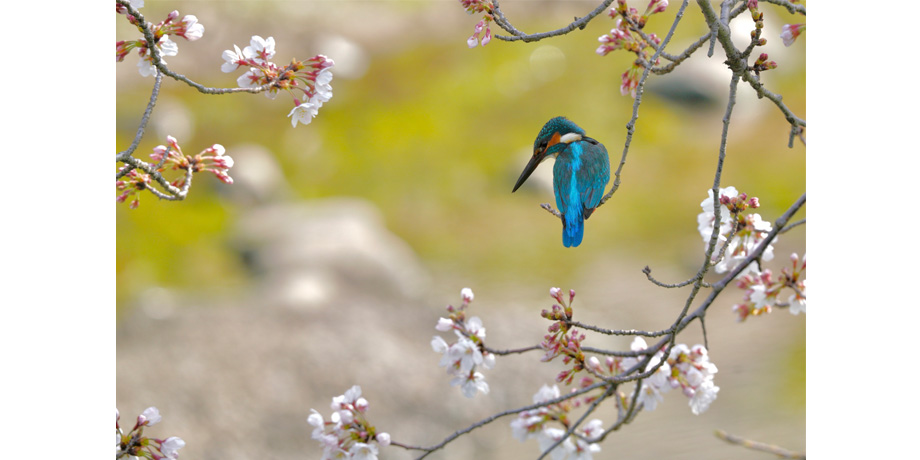 2022年2月3日~2月14日　野鳥にも人にも優しい、撮影マナー