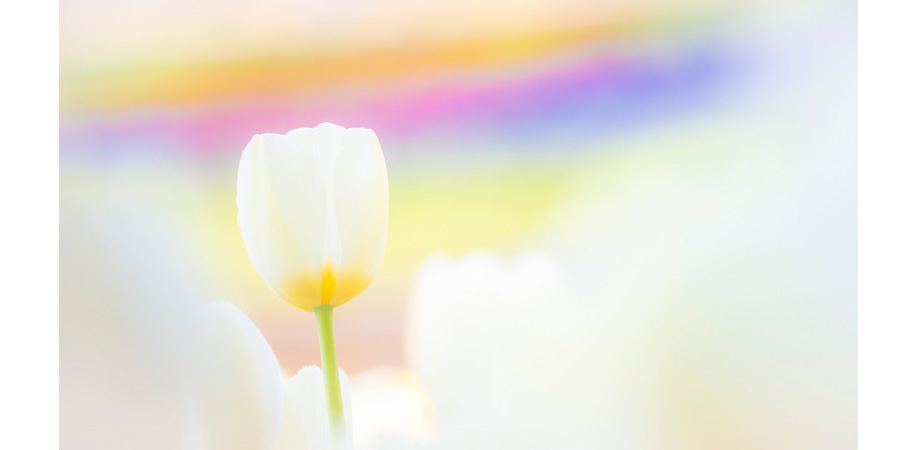 2022年3月31日~4月11日　吉住 志穂　Rainbow