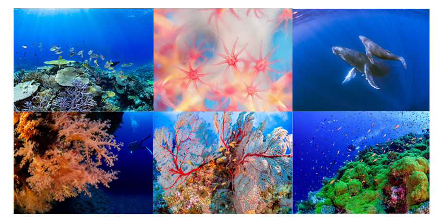 2022年5月5日～5月16日　UNDERWATER PHOTOGRAPHERS