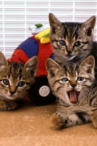 オリンパスカレッジ ～猫撮影編～