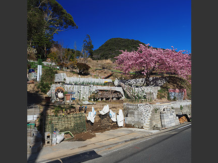 OM-D E-M1 Mark II M.ZUIKO DIGITAL ED 12-40mm F2.8 PRO F8.0 1/250秒 ±0.0EV ISO200 ｜ 撮影地：静岡県下田市