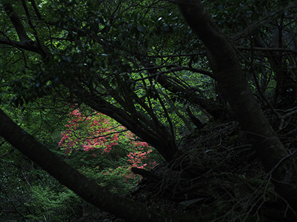 OM-D E-M1 Mark II M.ZUIKO DIGITAL ED 12-40mm F2.8 PRO F8.0 1/250秒 ±0.0EV ISO200 ｜ 撮影地：静岡県伊豆山稜線歩道