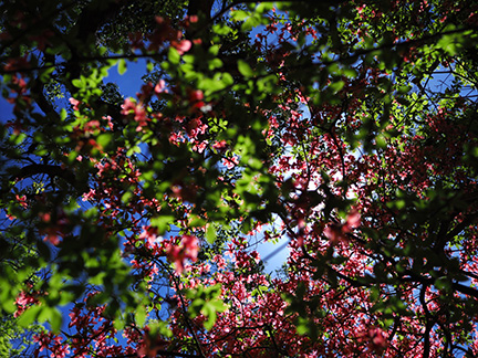 OM-D E-M1 Mark II M.ZUIKO DIGITAL ED 17mm F1.2 PRO F1.8 1/5000秒 ±0.0EV ISO64 ｜ 撮影地：静岡県伊豆山稜線歩道