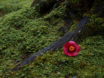 OM-D E-M1 Mark II M.ZUIKO DIGITAL ED 12-100mm F4.0 IS PRO F6.3 1/30秒 -0.7EV ISO200 *ハイレゾショット ｜ 撮影地：山梨県身延町身延山