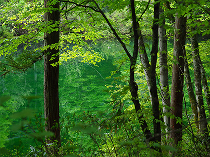 OM-D E-M1 Mark II M.ZUIKO DIGITAL ED 40-150mm F2.8 PRO F2.8 1/100秒 -0.3EV ISO200 ｜ 撮影地：新潟県津南町（竜ヶ窪）