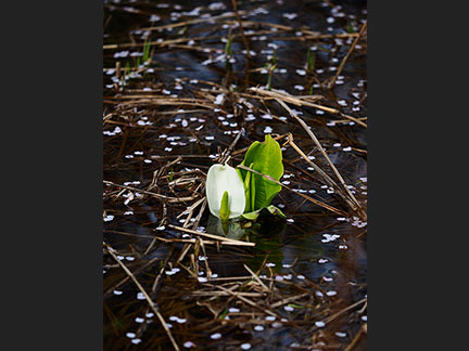 OM-D E-M1 Mark II M.ZUIKO DIGITAL ED 40-150mm F2.8 PRO F2.8 1/1600秒 -0.7EV ISO200 ｜ 撮影地：福島県北塩原村（裏磐梯）