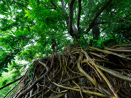 OM-D E-M1 Mark II M.ZUIKO DIGITAL ED 7-14mm F2.8 PRO F8.0 1/8秒 -0.3EV ISO800 ｜ 撮影地：埼玉県熊谷市・荒川大麻生公園