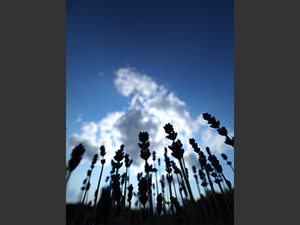 OM-D E-M1 Mark II M.ZUIKO DIGITAL ED 7-14mm F2.8 PRO F2.8 1/8000秒 -0.3EV ISO125 ｜ 撮影地：群馬県沼田市 たんばらラベンダーパーク