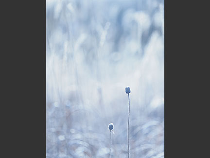 OM-D E-M1 Mark II M.ZUIKO DIGITAL ED 40-150mm F2.8 PRO F2.8 1/400秒 +1.7EV ISO200 ｜ 撮影地：長野県山ノ内町 志賀高原