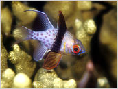 防水プロテクター