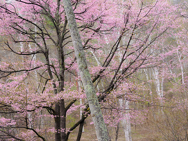 写真家 萩原史郎がM.ZUIKO DIGITAL ED 12-100mm F4.0 IS PROで撮影した志賀高原での桜の写真