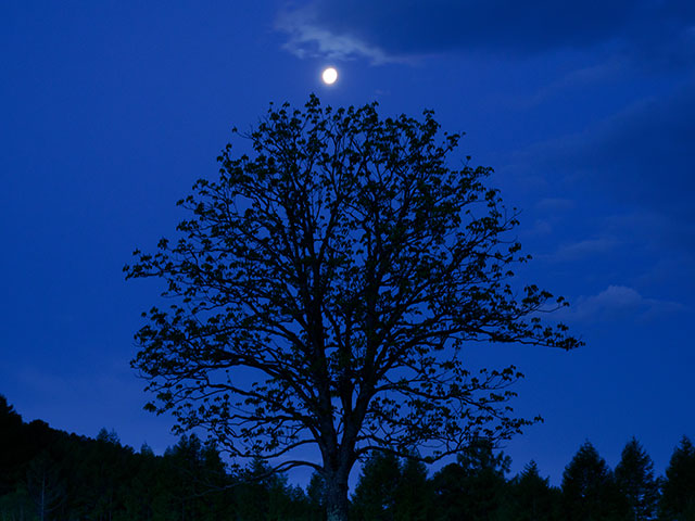写真家 萩原史郎がM.ZUIKO DIGITAL ED 12-100mm F4.0 IS PROで撮影した月と木の写真