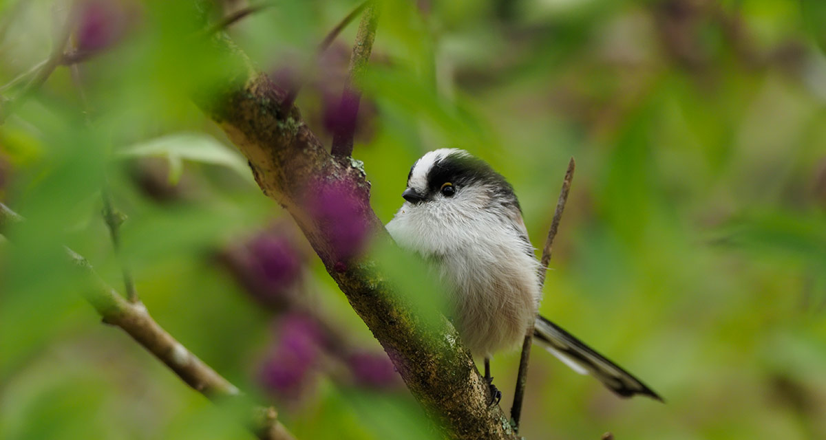 野鳥撮影をはじめよう ～その1 基礎知識編～｜フォトレシピ｜OMフォトライフ｜OM SYSTEM公式サイト