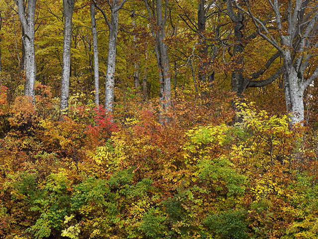写真家喜多規子がM.ZUIKO DIGITAL ED 12-100mm F4.0 IS PROで撮影した低木の紅葉とブナの森の写真