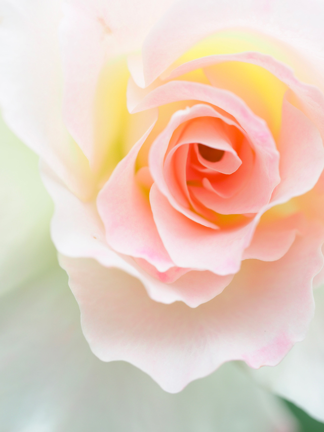 写真家吉住志穂がM.ZUIKO DIGITAL ED 60mm F2.8 Macroで撮影したバラ