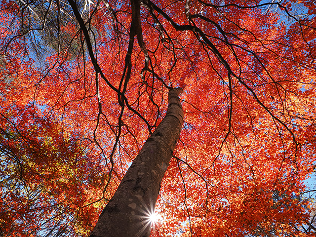 写真家萩原史郎がM.ZUIKO DIGITAL ED 8-25mm F4.0 PROで撮影した紅葉の写真