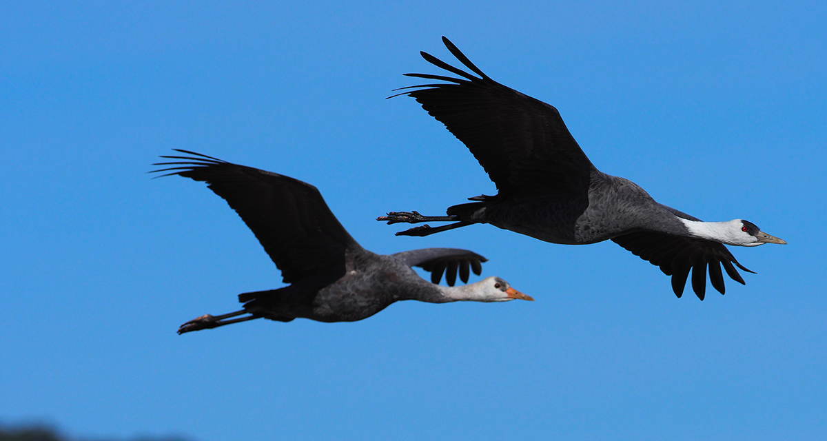 D☆ 鳥　野鳥　とり　小鳥　プレート　１４枚セット　盾3個 D☆ 鳥 野鳥 とり 小鳥 プレート 14枚セット 盾3個 三羽の