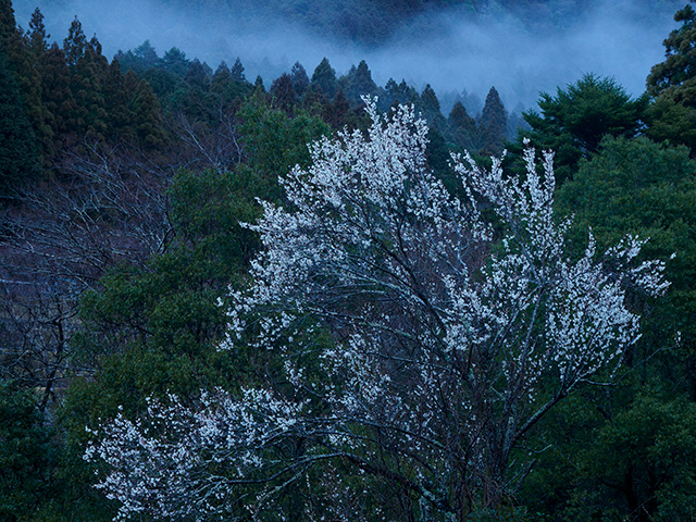 写真家喜多規子がM.ZUIKO DIGITAL ED 12-100mm F4.0 IS PROで撮影した里山の梅の写真