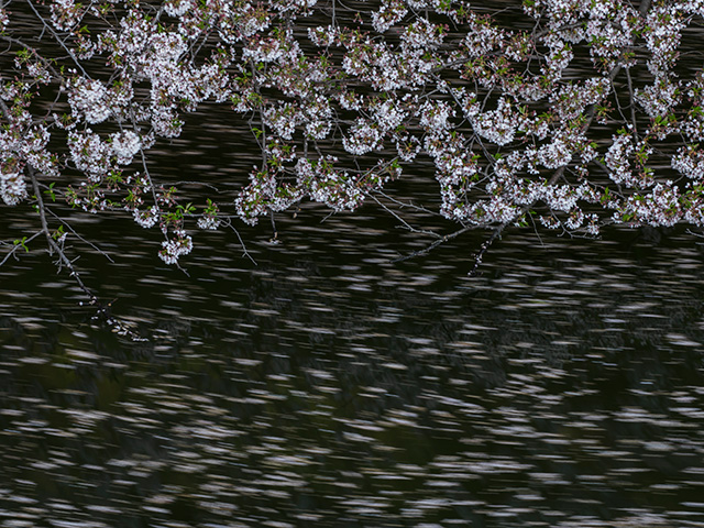 写真家喜多規子がM.ZUIKO DIGITAL ED 100-400mm F5.0-6.3 ISで撮影した散った桜の写真