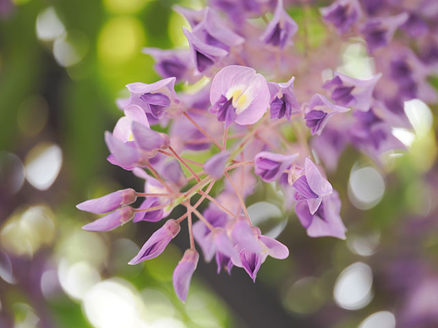 写真家 くにまさひろしがM.ZUIKO DIGITAL ED 90mm F3.5 Macro IS PROで撮影した季節の花の写真