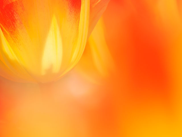 写真家 くにまさひろしがM.ZUIKO DIGITAL ED 100-400mm F5.0-6.3 ISで撮影した季節の花の写真
