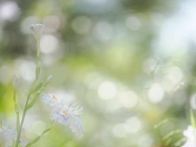 写真家 くにまさひろしがM.ZUIKO DIGITAL ED 90mm F3.5 Macro IS PROで撮影した季節の花の写真