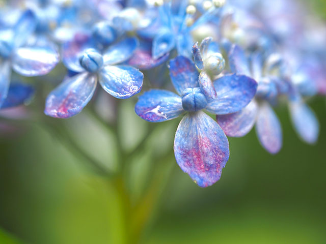 Junko SatoがM.ZUIKO DIGITAL ED 60mm F2.8 Macroで撮影した季節の花の写真
