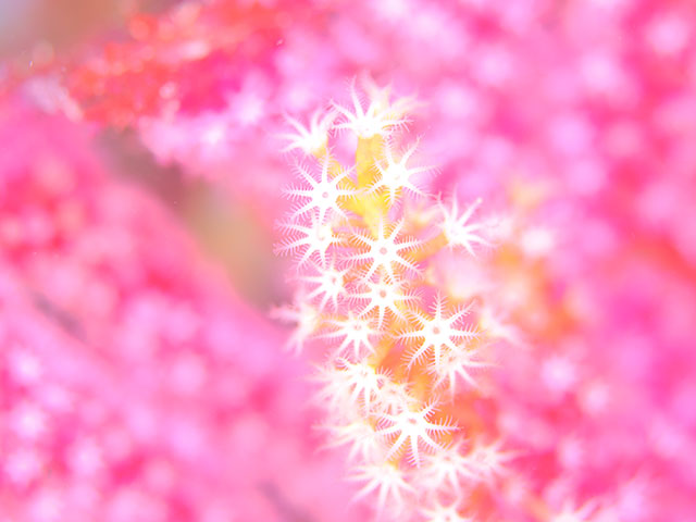 写真家 むらいさちがM.ZUIKO DIGITAL ED 60mm F2.8 Macroで撮影した水中の写真