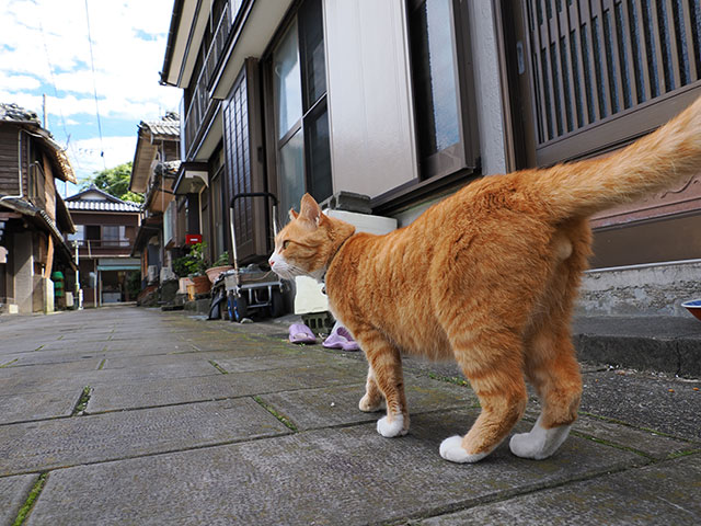 写真家 斎藤巧一郎がM.ZUIKO DIGITAL ED 12-200mm F3.5-6.3で撮影した旅の写真