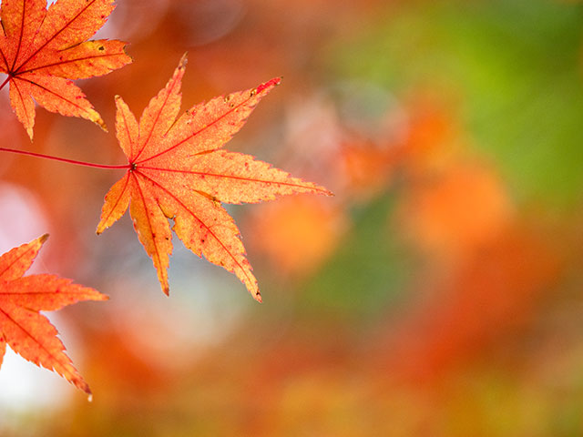 写真家 清家 道子がM.ZUIKO DIGITAL ED 60mm F2.8 Macroで撮影した秋の写真