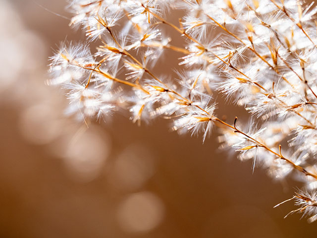 写真家 清家 道子がM.ZUIKO DIGITAL ED 60mm F2.8 Macroで撮影した秋の写真