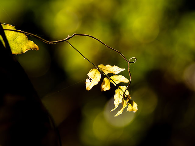 写真家 清家 道子がM.ZUIKO DIGITAL ED 60mm F2.8 Macroで撮影した秋の写真