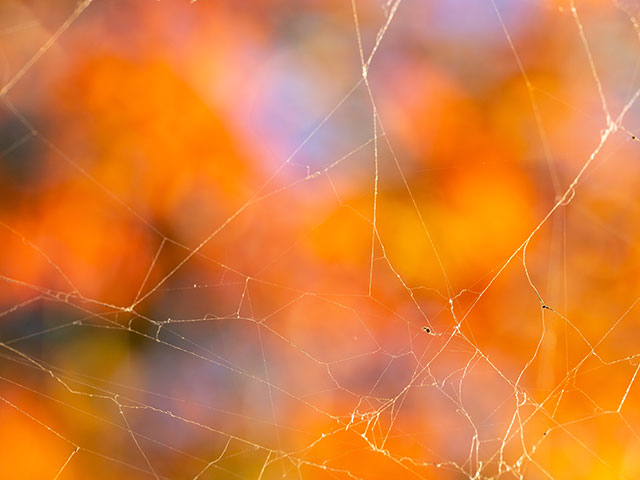 写真家 清家 道子がM.ZUIKO DIGITAL ED 60mm F2.8 Macroで撮影した秋の写真