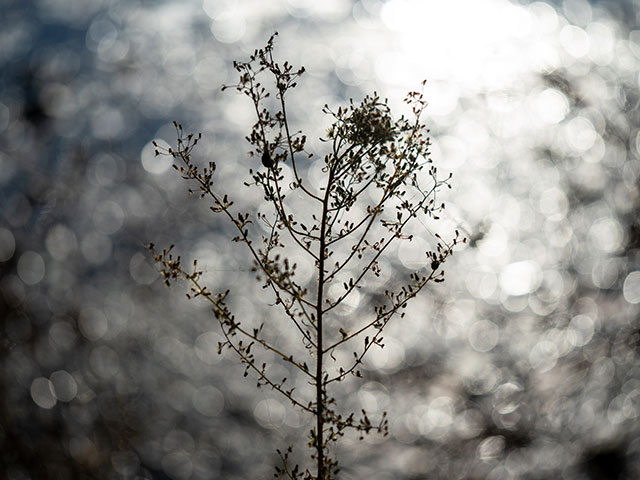 写真家 清家 道子がM.ZUIKO DIGITAL ED 60mm F2.8 Macroで撮影した秋の写真