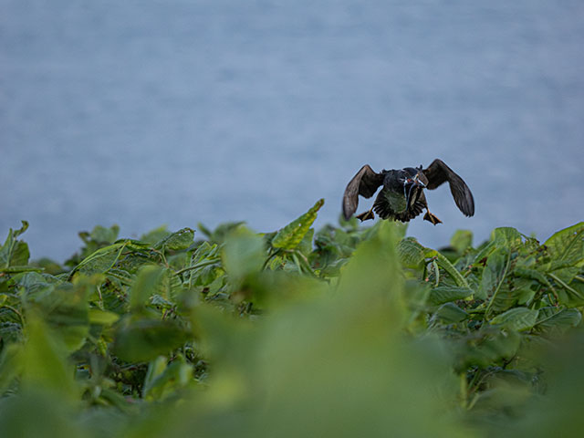 写真家 佐藤 圭がM.ZUIKO DIGITAL ED 150-400mm F4.5 TC1.25x IS PROで撮影した海鳥の写真