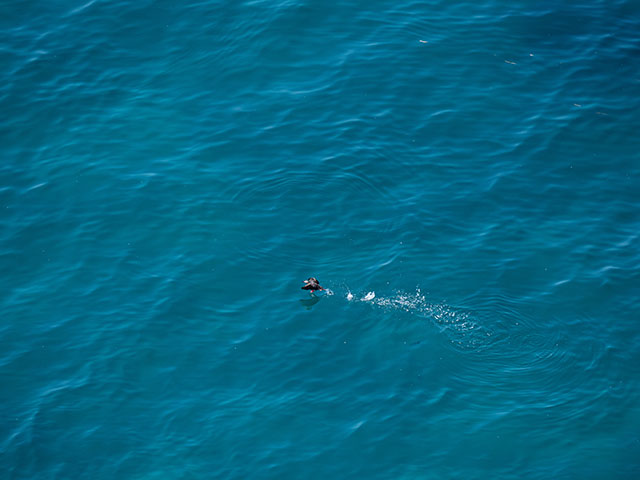 写真家 佐藤 圭がM.ZUIKO DIGITAL ED 150-400mm F4.5 TC1.25x IS PROで撮影した海鳥の写真