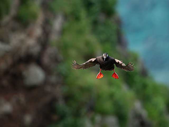 写真家 佐藤 圭がM.ZUIKO DIGITAL ED 300mm F4.0 IS PROで撮影した海鳥の写真