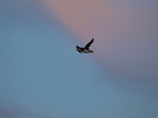 写真家 佐藤 圭がM.ZUIKO DIGITAL ED 150-400mm F4.5 TC1.25x IS PROで撮影した海鳥の写真