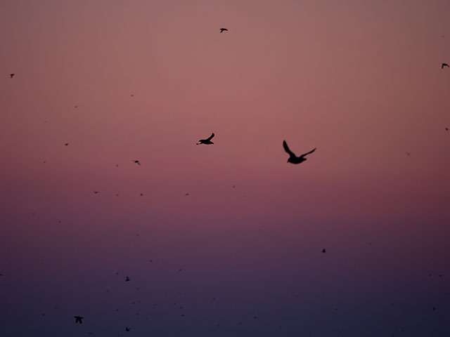 写真家 佐藤 圭がM.ZUIKO DIGITAL ED 40-150mm F2.8 PROで撮影した海鳥の写真