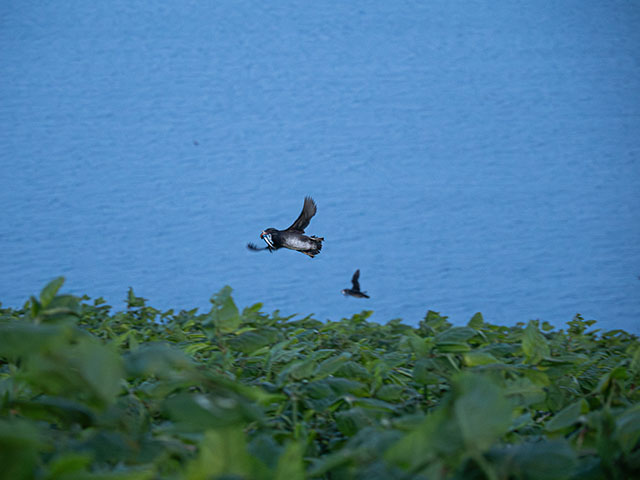 写真家 佐藤 圭がM.ZUIKO DIGITAL ED 12-100mm F4.0 IS PROで撮影した海鳥の写真