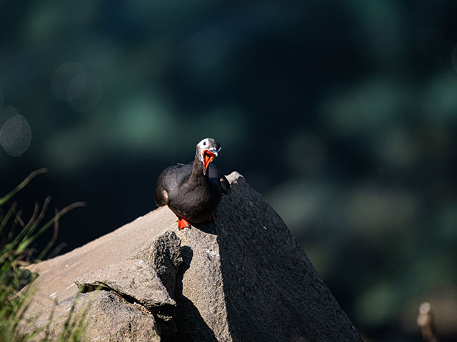 写真家 佐藤 圭がM.ZUIKO DIGITAL ED 150-400mm F4.5 TC1.25x IS PROで撮影した海鳥の写真