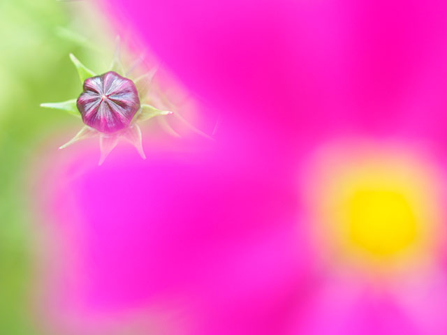 写真家 くにまさ ひろしがM.ZUIKO DIGITAL ED 60mm F2.8 Macroで撮影した季節の花の写真