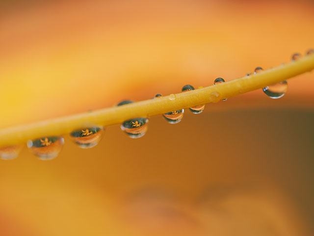 写真家 くにまさ ひろしがM.ZUIKO DIGITAL ED 90mm F3.5 Macro IS PROで撮影した季節の花の写真