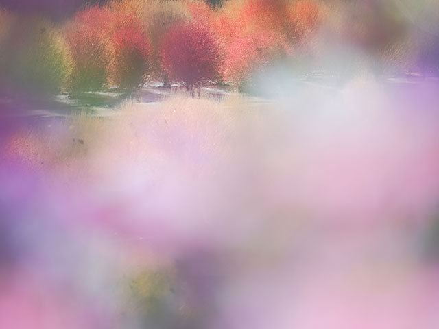 写真家 くにまさ ひろしがM.ZUIKO DIGITAL ED 40-150mm F2.8 PROで撮影した季節の花の写真