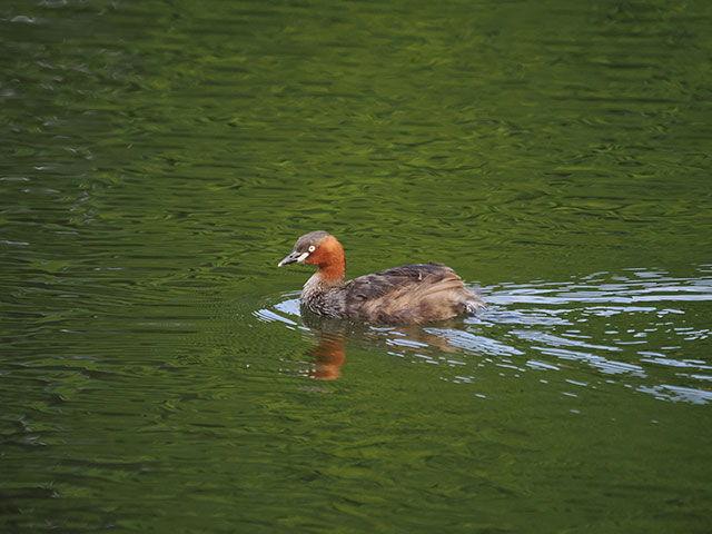 写真家 中村 利和がM.ZUIKO DIGITAL ED 100-400mm F5.0-6.3 ISで撮影した野鳥の写真