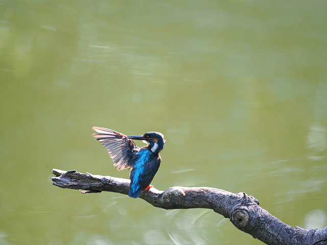 写真家 中村 利和がM.ZUIKO DIGITAL ED 100-400mm F5.0-6.3 ISで撮影した野鳥の写真