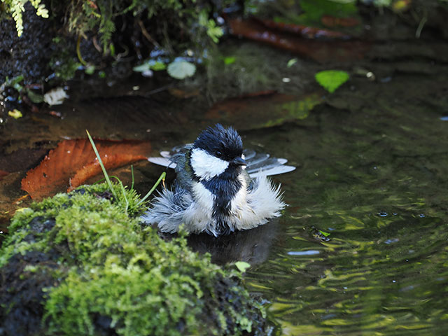 写真家 中村 利和がM.ZUIKO DIGITAL ED 100-400mm F5.0-6.3 ISで撮影した野鳥の写真